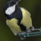 Blue Tit